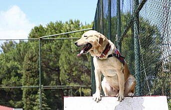 Jandarmanın dedektör köpekleri eğitimlerle göreve hazırlanıyor