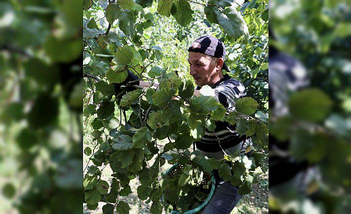 Trabzon'da sahil kesiminde üreticiler fındığı hasat ediyor