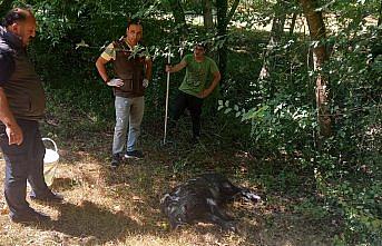 Zonguldak'ta kuyuya düşen yaban domuzu kurtarıldı