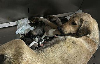 Zonguldak'ta otomobilin çarpmasıyla yaralanarak tedaviye alınan köpek yavruladı