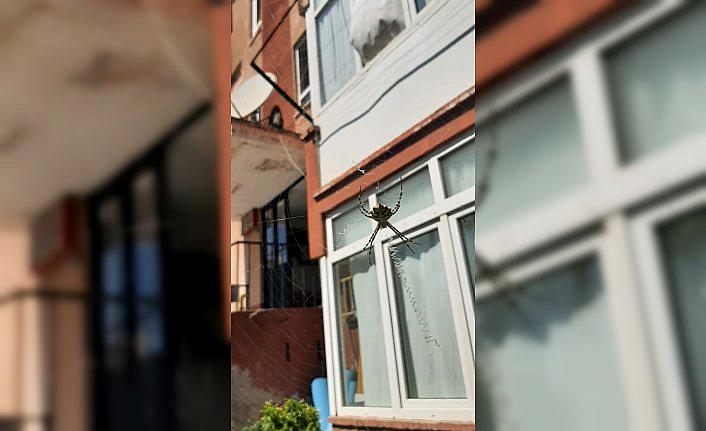 Karabük'te zehirli örümceklerden “argiope lobata“ türüne rastlandı