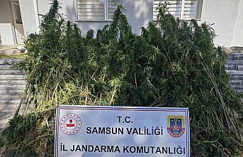 Samsun’da jandarma 728 kök kenevir ele geçirdi