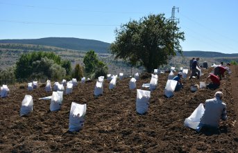 Tokat'ta “Başçiftlik beyazı“nın hasadına başlandı