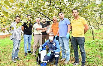 Trabzon'da belediye ekipleri kahverengi kokarcayla mücadeleye destek veriyor