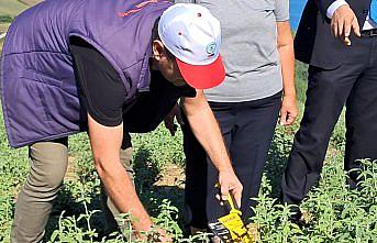 Yakakent'te ada çayının ikinci hasadına başlandı