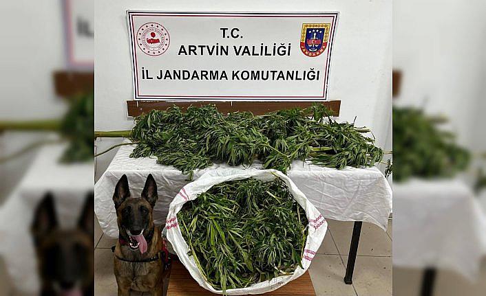 Artvin'de uyuşturucu operasyonunda 1 şüpheli tutuklandı