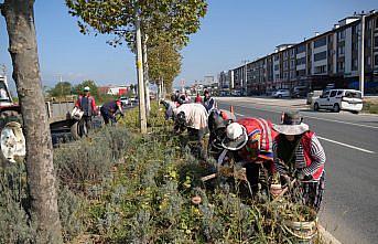 Düzce'de yeşil alanlarda bakım çalışmaları devam ediyor