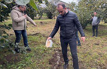 Giresun'da fındık üreticilerine modern yetiştiricilik yöntemleri öğretiliyor