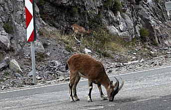 Giresun'da kara yolunda yaban keçileri görüntülendi