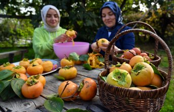 Kahverengi kokarcanın etkilediği “Trabzon hurması“nda hasat dönemi başladı