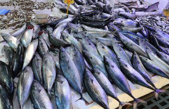 Karadeniz'de yağlanan ve büyüyen palamut yüz güldürdü