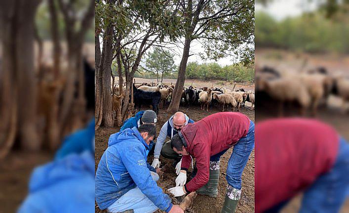 Keneyle ilgili Türk ve Japon araştırmacılar saha çalışması yaptı