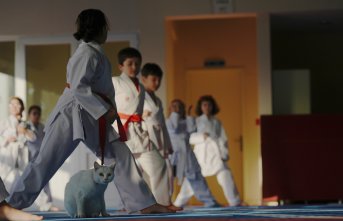 Sevimli kedi “Karate Cat“ antrenmanların neşe kaynağı oldu