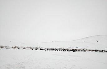 Tokat'ta kar yağışı sonrası çoban sürüsüyle yaylada mahsur kaldı