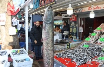 Amasya'da 2 metre uzunluğunda 50 kilogramlık yayın balığı avlandı