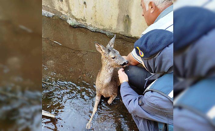 Artvin'de yaralı karaca tedavi edildi