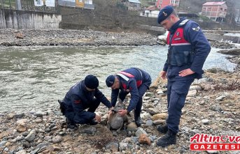 Giresun'da dere yatağından kurtarılan yaralı karaca koruma altına alındı