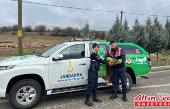 Karabük'te yaralı 2 kızıl şahin ile hasta kurt tedaviye alındı