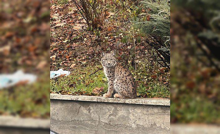 Tokat'ta üniversite kampüsünde vaşak görüldü