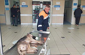 Yakakent Belediyesi çalışanları kazada yaralanan köpeği hayvan hastanesine götürdü