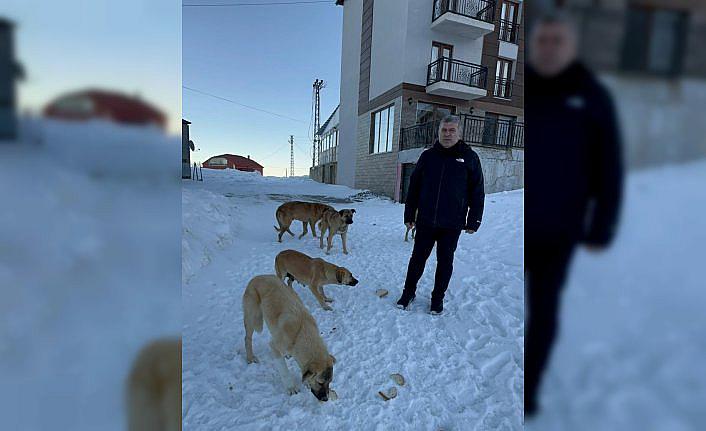 Bektaş Yaylasındaki sahipsiz köpeklere yiyecek desteği