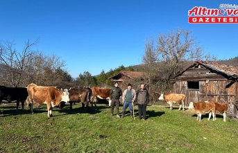 Bolu'da kaybolan büyükbaş hayvanlar dronla bulundu