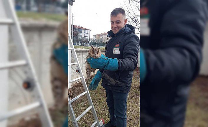 Bolu'da cam balkonda sıkışan baykuş kurtarıldı