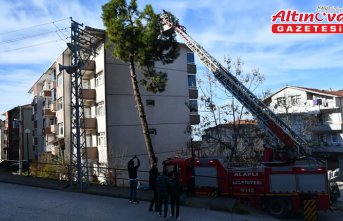 Zonguldak'ta ağaçta mahsur kalan kediyi itfaiye kurtardı