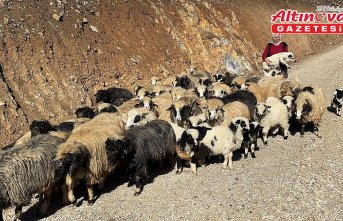 Giresun'da kadın besici devlet desteğiyle sürü sahibi oldu