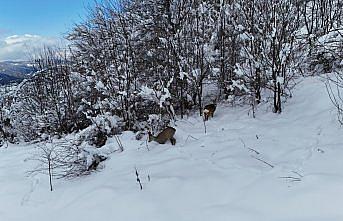 Kastamonu'da karda yürüyen 2 karaca dronla görüntülendi