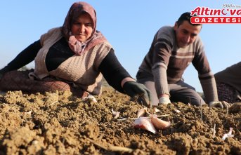 Taşköprü sarımsağında ekim dönemi erken başladı