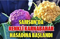 Samsun'da renkli karnabahar hasadına başlandı