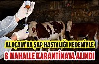 ALAÇAM'DA ŞAP HASTALIĞI NEDENİYLE 8 MAHALLE KARANTİNAYA ALINDI