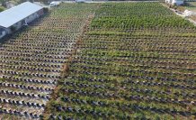 Düzce'de üniversiteli genç çiftçi, 20 dönüm arazide yaban mersini yetiştiriyor