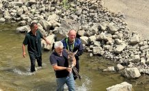 Kastamonu'da su kanalına düşen karaca kurtarıldı