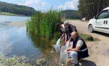 Düzce'de göl ve göletlere 35 bin sazan yavrusu bırakıldı