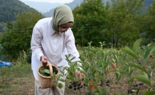 Arazisinde aronya yetiştiren kadın girişimci, ilk hasadında büyük şehirlere satışa başladı