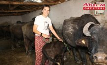 Amasyalı çift döndükleri Amasya'daki köylerinde manda yetiştiriyor