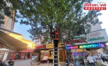 Çorum'da ağaçta mahsur kalan kedi kurtarıldı