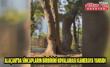 Alaçam'da sincapların birbirini kovalaması kameraya yansıdı