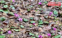 Bolu'da kış ve ilkbahar bir arada yaşanıyor
