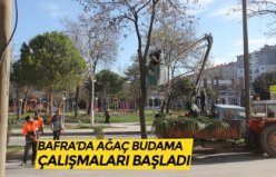 BAFRA’DA AĞAÇ BUDAMA ÇALIŞMALARI BAŞLADI