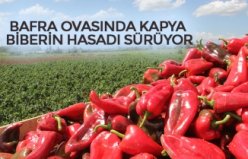 BAFRA OVASINDA KAPYA BİBERİN HASADI SÜRÜYOR