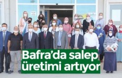 Bafra’da salep üretimi artıyor