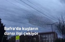 Bafra'da kuşların dansı ilgi çekiyor