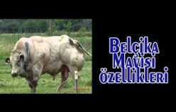 Belçika Mavisi özellikleri