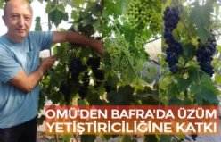 OMÜ’DEN BAFRA'DA ÜZÜM YETİŞTİRİCİLİĞİNE KATKI