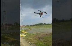 Bafra'da Çeltikler Drone İle İlaçlanıyor