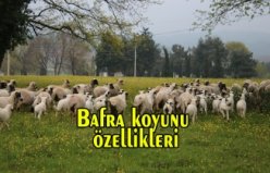 Bafra koyunu özellikleri