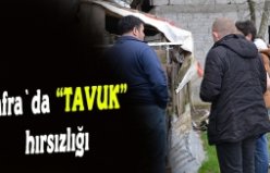 Tavuk hırsızlığı